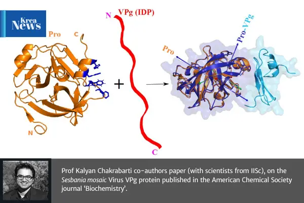 Prof Kalyan Chakrabarti co-authors paper on “Aromatic Interactions Drive the Coupled Folding and Binding of the Intrinsically Disordered Sesbania mosaic Virus VPg Protein”