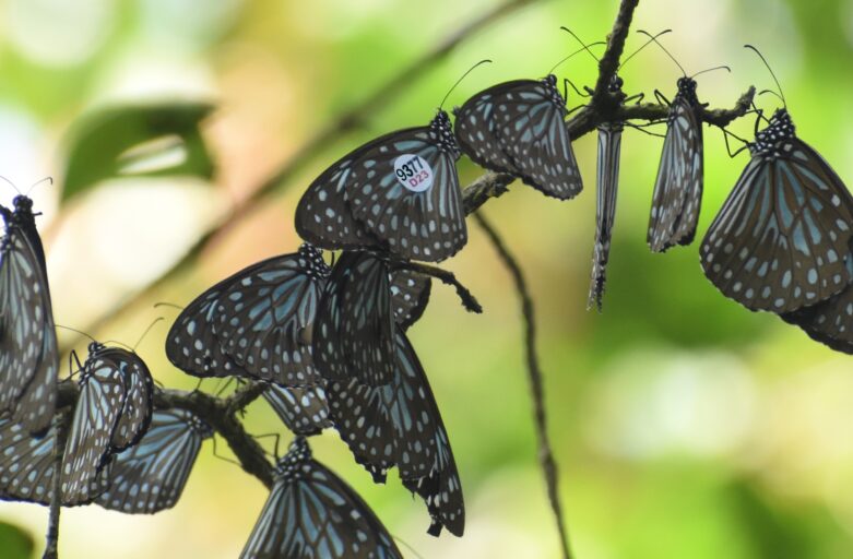 Tracking the Flight: Citizen Scientists and Butterfly Lovers Needed to Aid Butterfly Migration Study in India